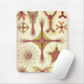 Antieke Haeckel Muismat (Met muis)