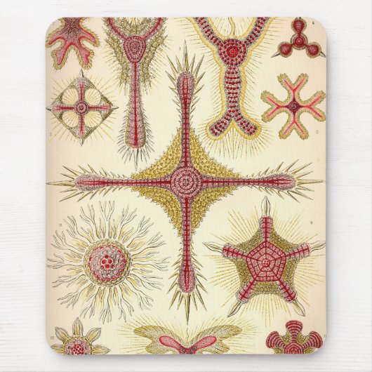 Antieke Haeckel Muismat (Voorkant)