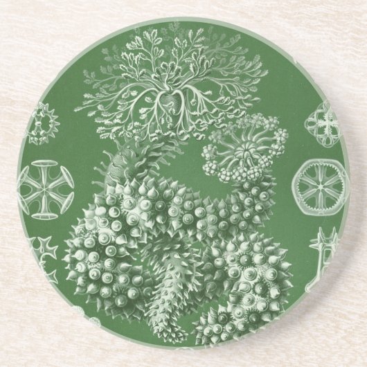 Antieke Haeckel Zandsteen Onderzetter (Voorkant)