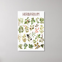 Antieke Herbarium Groene Plant Kaart Canvas Afdruk