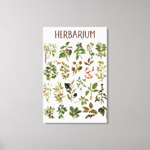 Antieke Herbarium Groene Plant Kaart Canvas Afdruk