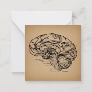 Antieke Hersendiagram Houtsnede Medische Anatomie Notitiekaartje