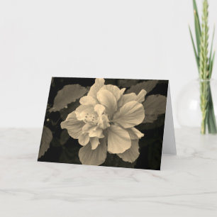 Antieke Hibiscus Kaart