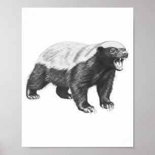Antieke honingdas tekening realistische dieren kun poster