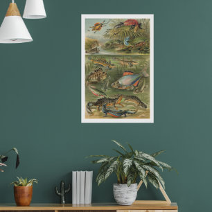 Antieke illustratie van amfibieën en vissen in vin poster
