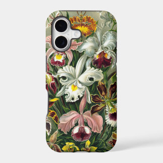 Antieke illustratie van botanische orchideeën uit 