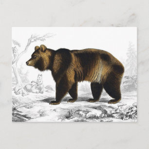 Antieke illustratie van bruine beer 1849 briefkaart