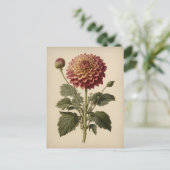 Antieke illustratie van een dahlia briefkaart (Staand voorkant)