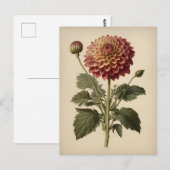Antieke illustratie van een dahlia briefkaart (Voorkant / Achterkant)