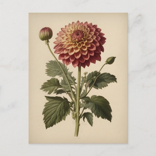 Antieke illustratie van een dahlia briefkaart (Voorkant)