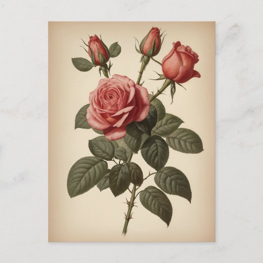 Antieke illustratie van een roos briefkaart (Voorkant)