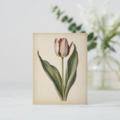 Antieke illustratie van een tulp briefkaart (Staand voorkant)