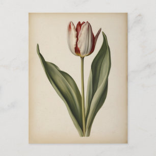 Antieke illustratie van een tulp briefkaart