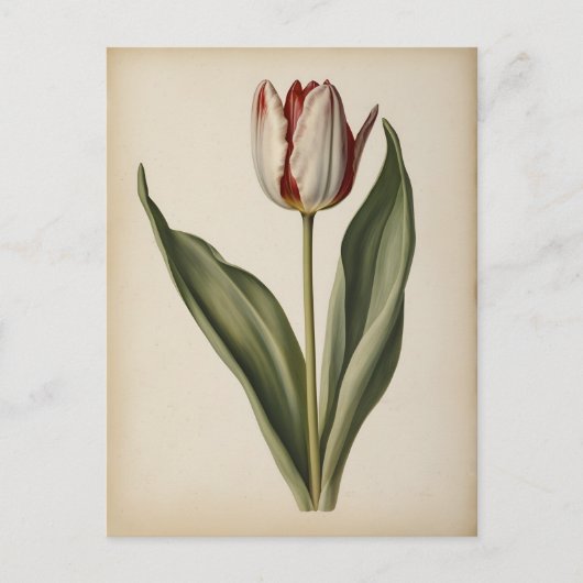 Antieke illustratie van een tulp briefkaart (Voorkant)