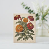 Antieke illustratie van een zinnia briefkaart (Staand voorkant)