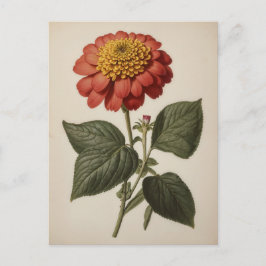 Antieke illustratie van een zinnia  briefkaart