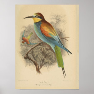 Antieke illustratie van Europese Bijeneter Poster