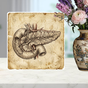 Antieke illustratie van pancreas anatomie tegeltje