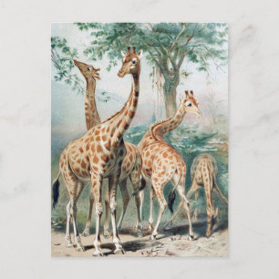 Antieke illustratie van vier giraffen uit boek 190 briefkaart