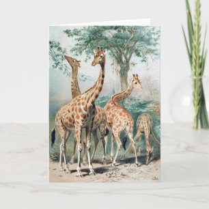 Antieke illustratie van vier giraffen uit de jaren kaart