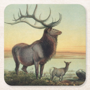 Antieke illustratie van Wapiti-hert uit 1861 boek Kartonnen Onderzetters