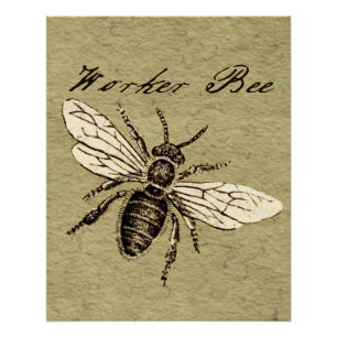 Antieke Illustratie van Werkbij - Vintage Insect Perfect Poster