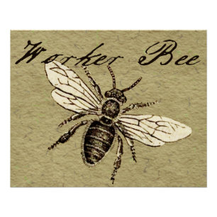 Antieke Illustratie van Werkbij - Vintage Insect Poster