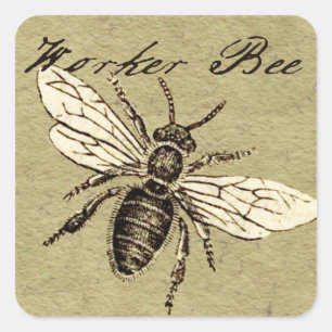 Antieke Illustratie van Werkbij - Vintage Insect Vierkante Sticker