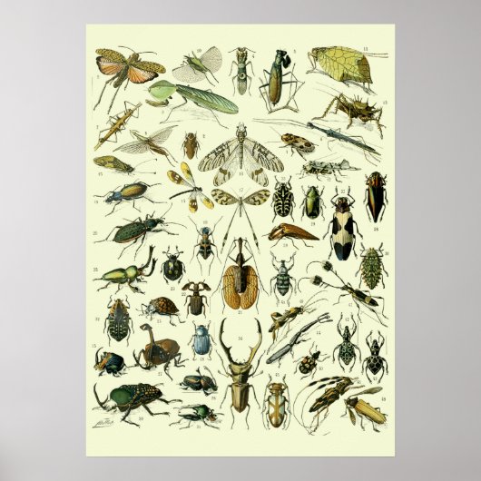 Antieke Insecten Poster (Voorkant)