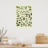 Antieke Insecten Poster (Keuken)