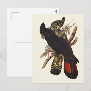Antieke John Gould Rode Staart Zwarte Kaketoe Kuns Briefkaart
