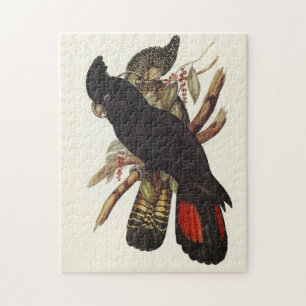 Antieke John Gould Rode Staart Zwarte Kaketoe Kuns Legpuzzel