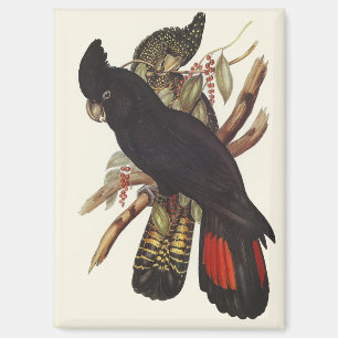 Antieke John Gould Rode Staart Zwarte Kaketoe Kuns Magneet