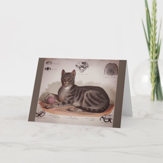 Antieke kattenkaart kaart (Voorkant)