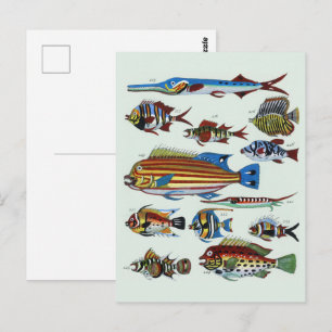 Antieke Kleurrijke Exotische Vissen Natuurhistoris Briefkaart
