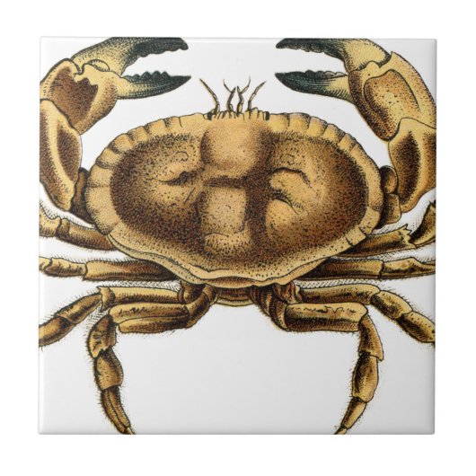 Antieke Krab Tegeltje (Voorkant)
