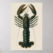 Antieke kreeft, marien zeeleven schaaldier poster (Voorkant)