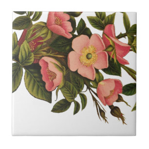 Antieke Kunst Roos Bloem Kunst Illustratie Tegeltje