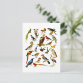 Antieke lithografie van vogels briefkaart (Staand voorkant)