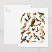 Antieke lithografie van vogels briefkaart (Voorkant / Achterkant)