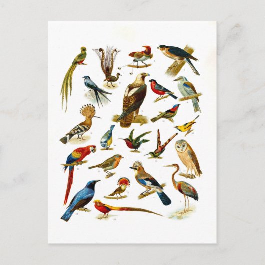 Antieke lithografie van vogels briefkaart (Voorkant)
