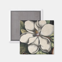 Antieke Magnolia