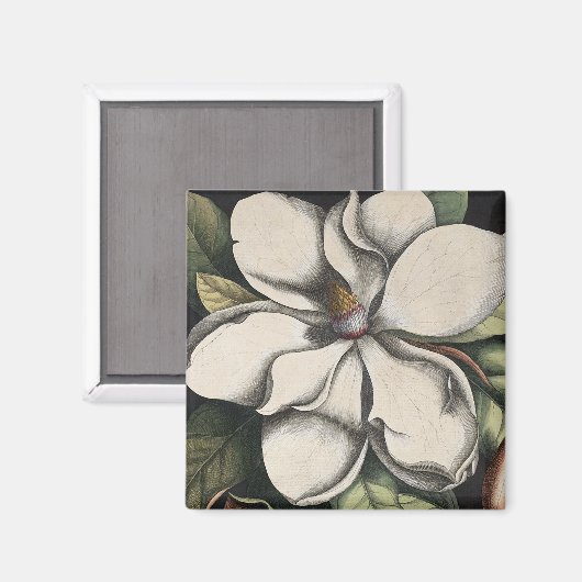 Antieke Magnolia Magneet (Voorkant / Achterkant)