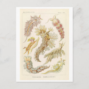 Antieke mariene weekdieren door Haeckel Briefkaart