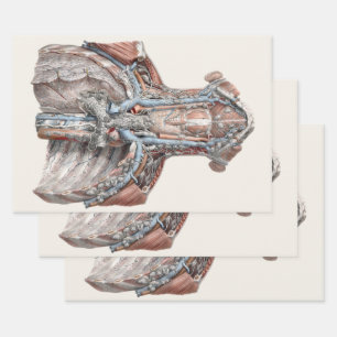 Antieke menselijke anatomie keel, nek, borst, ribb inpakpapier vel