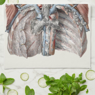 Antieke menselijke anatomie keel, nek, borst, ribb theedoek