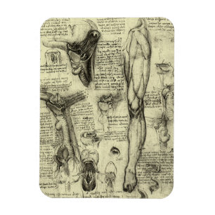 Antieke Menselijke Anatomie Keelbeen Been Leonardo Magneet