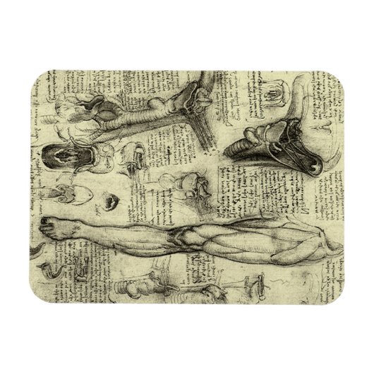Antieke Menselijke Anatomie Kehlkopf Been Leonardo Magneet (Horizontaal)