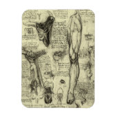 Antieke Menselijke Anatomie Kehlkopf Been Leonardo Magneet (Verticaal)