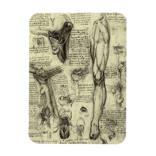 Antieke Menselijke Anatomie Kehlkopf Been Leonardo Magneet (Verticaal)